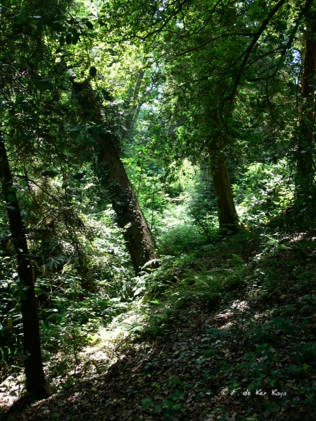 Bois des Moutiers (116) Juin 2012